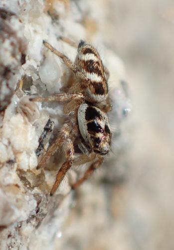 Réf. 221 055 : Salticus scenicus
